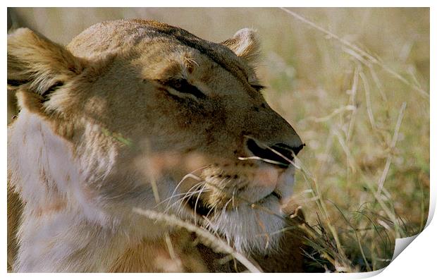 JST2937 African lioness Print by Jim Tampin