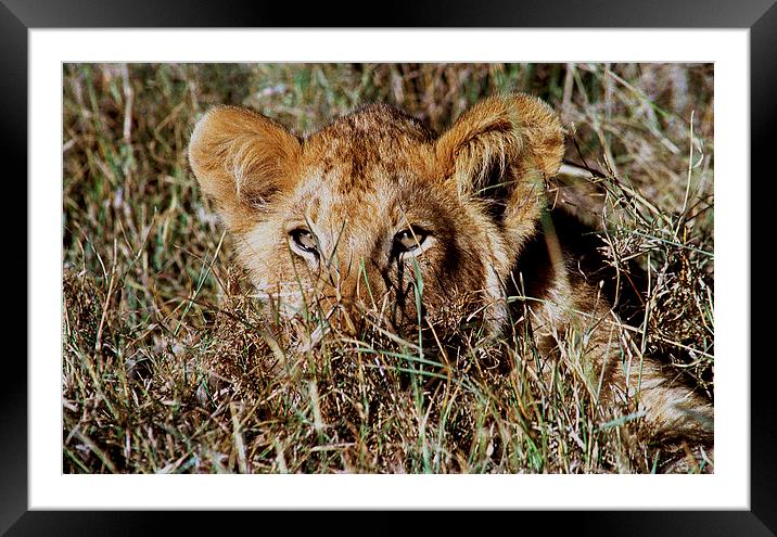 JST2936 Simba Framed Mounted Print by Jim Tampin