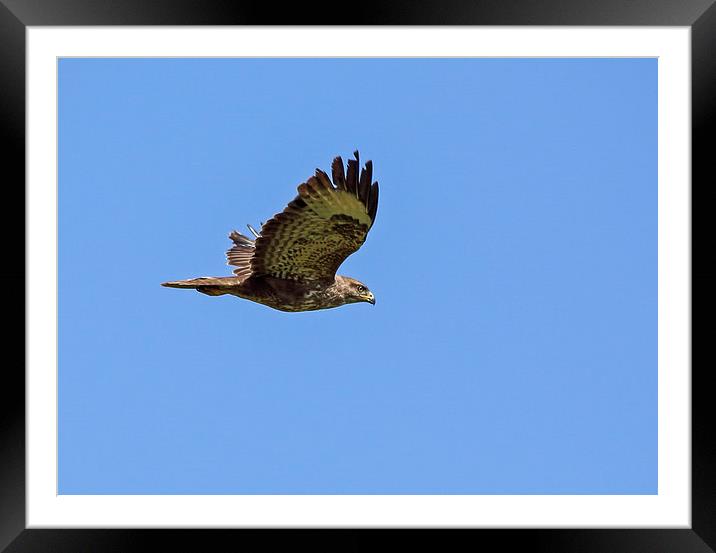 Buzzard Framed Mounted Print by Vivienne Beck