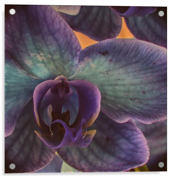 Orchid Acrylic by Malcolm Smith