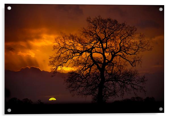 Morning Light Acrylic by Darren Burroughs
