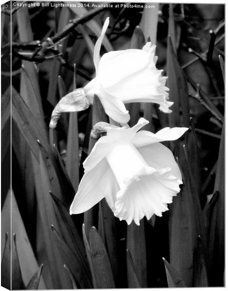 Daffodils in black and white Canvas Print by Bill Lighterness