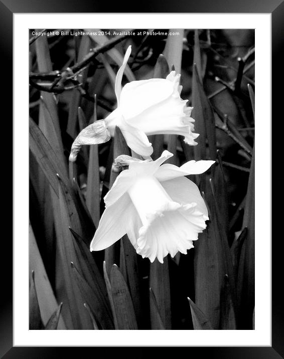 Daffodils in black and white Framed Mounted Print by Bill Lighterness