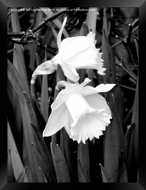 Daffodils in black and white Framed Print by Bill Lighterness