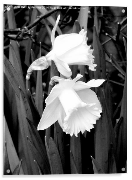 Daffodils in black and white Acrylic by Bill Lighterness