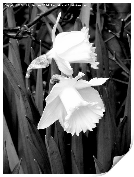 Daffodils in black and white Print by Bill Lighterness