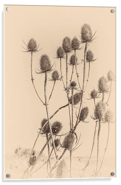 Plant, Wild teasel, Dipsacus fullonum, Seed heads Acrylic by Hugh McKean