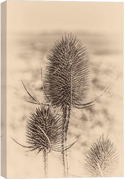 Plant, Wild teasel, Dipsacus fullonum, Seed heads Canvas Print by Hugh McKean