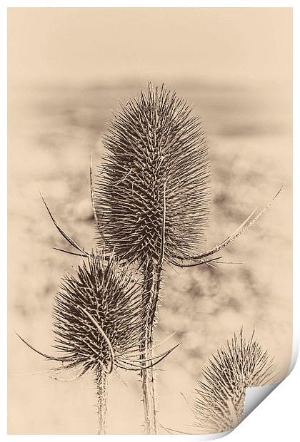 Plant, Wild teasel, Dipsacus fullonum, Seed heads Print by Hugh McKean