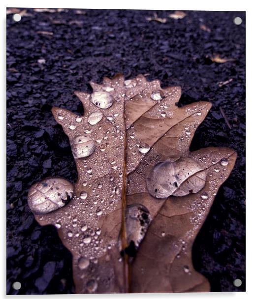 Leaf Drops Acrylic by Fraser Hetherington