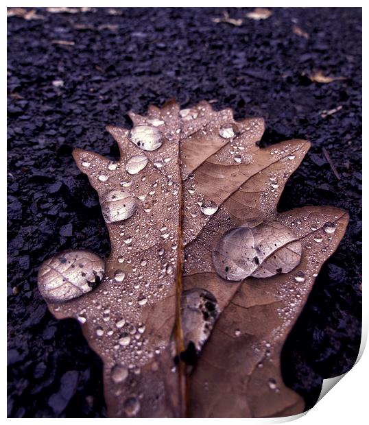 Leaf Drops Print by Fraser Hetherington