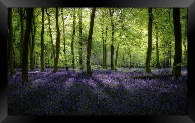 Spring Bluebell Woods Framed Print by Ceri Jones