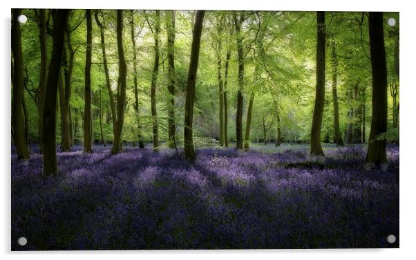 Spring Bluebell Woods Acrylic by Ceri Jones