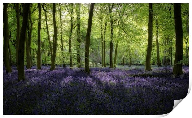 Spring Bluebell Woods Print by Ceri Jones