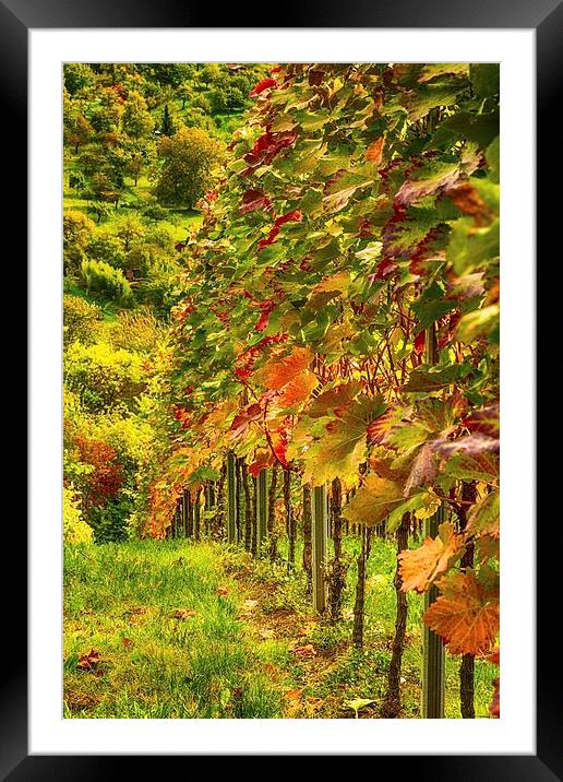 Autumn Vines Framed Mounted Print by Mark Bangert