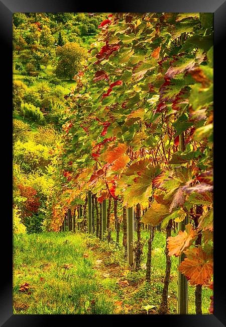 Autumn Vines Framed Print by Mark Bangert