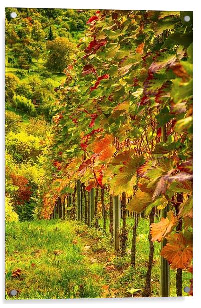 Autumn Vines Acrylic by Mark Bangert