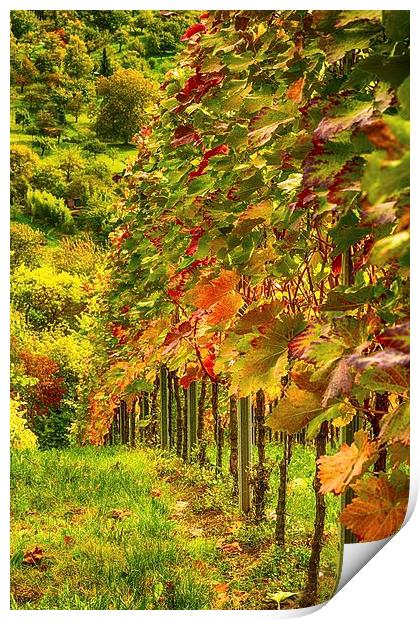 Autumn Vines Print by Mark Bangert