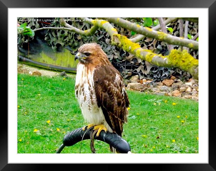 Common Brown Buzzard Framed Mounted Print by Bill Lighterness
