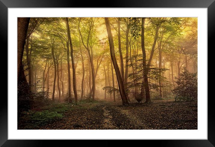 Autumn Morning Woods Framed Mounted Print by Ceri Jones