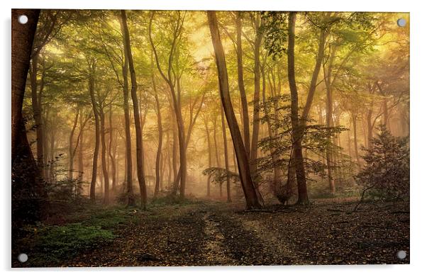 Autumn Morning Woods Acrylic by Ceri Jones