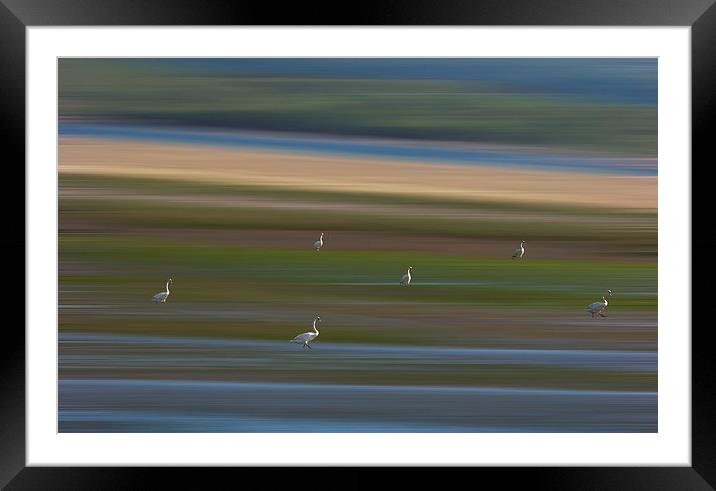 Marshland Swans Framed Mounted Print by Ceri Jones