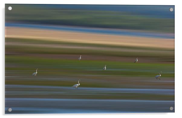 Marshland Swans Acrylic by Ceri Jones