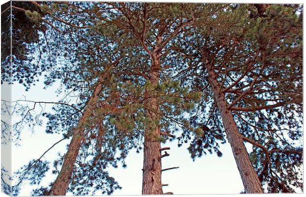 Tall Pine Trees Canvas Print by philip milner