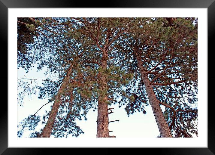 Tall Pine Trees Framed Mounted Print by philip milner