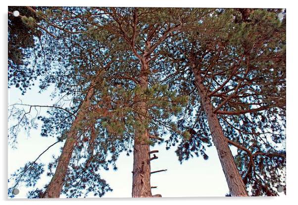 Tall Pine Trees Acrylic by philip milner