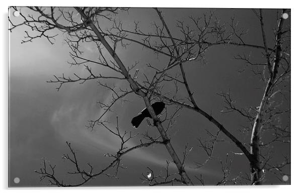 The Crow Acrylic by Patrick Pesla