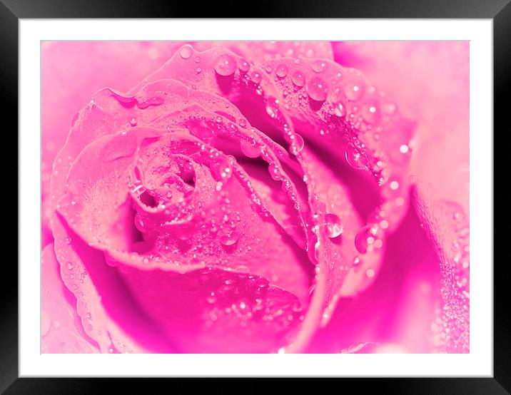 SOFT LILAC ROSE Framed Mounted Print by Anthony Kellaway