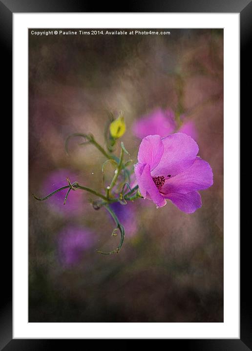 Pink Beauty Framed Mounted Print by Pauline Tims