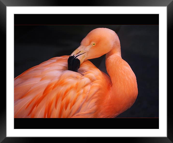 Flamingo Framed Mounted Print by Klara Memisevic