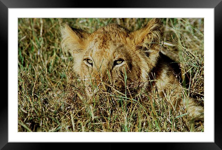 JST2935 The eyes have it Framed Mounted Print by Jim Tampin