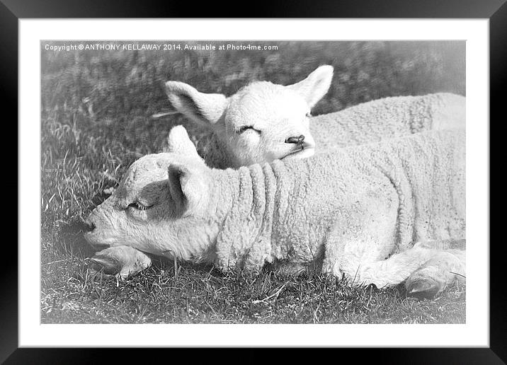 LAMB LAZY DAYS Framed Mounted Print by Anthony Kellaway