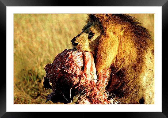 JST2934 Male lion with dinner Framed Mounted Print by Jim Tampin
