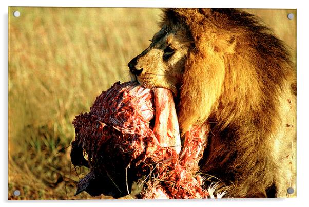 JST2934 Male lion with dinner Acrylic by Jim Tampin