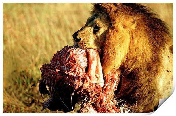 JST2934 Male lion with dinner Print by Jim Tampin