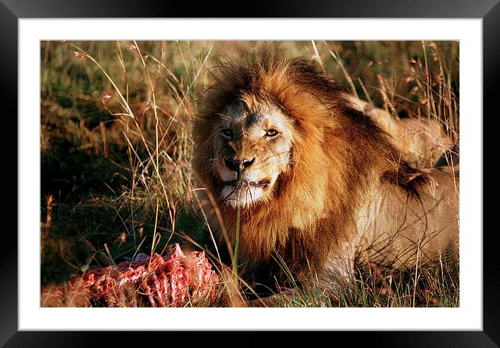 JST2933 Male Lion feeding Framed Mounted Print by Jim Tampin