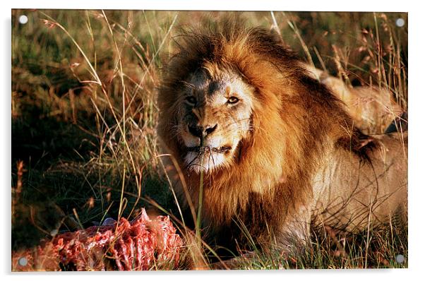 JST2933 Male Lion feeding Acrylic by Jim Tampin