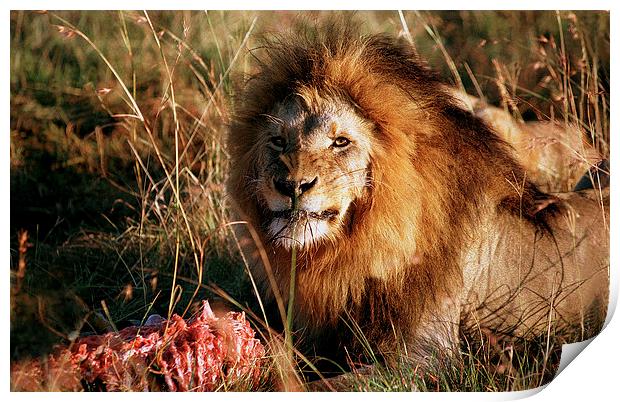 JST2933 Male Lion feeding Print by Jim Tampin