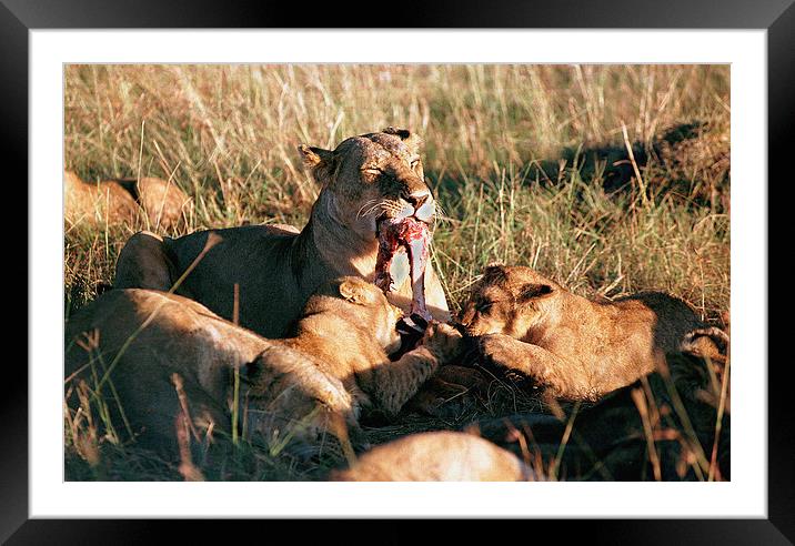 JST2932 Lioness with cubs feeding Framed Mounted Print by Jim Tampin