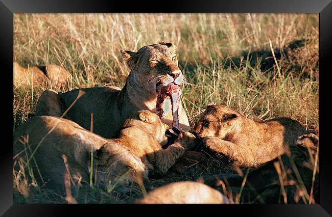 JST2932 Lioness with cubs feeding Framed Print by Jim Tampin