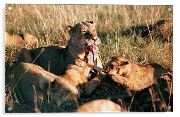 JST2932 Lioness with cubs feeding Acrylic by Jim Tampin