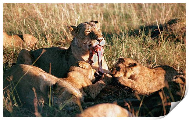JST2932 Lioness with cubs feeding Print by Jim Tampin