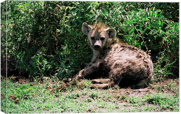 JST2927 Spotted Hyaena Canvas Print by Jim Tampin