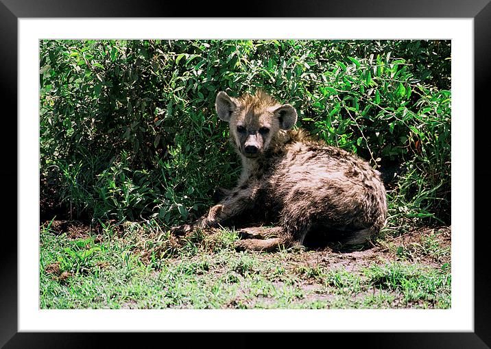 JST2927 Spotted Hyaena Framed Mounted Print by Jim Tampin