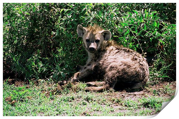 JST2927 Spotted Hyaena Print by Jim Tampin