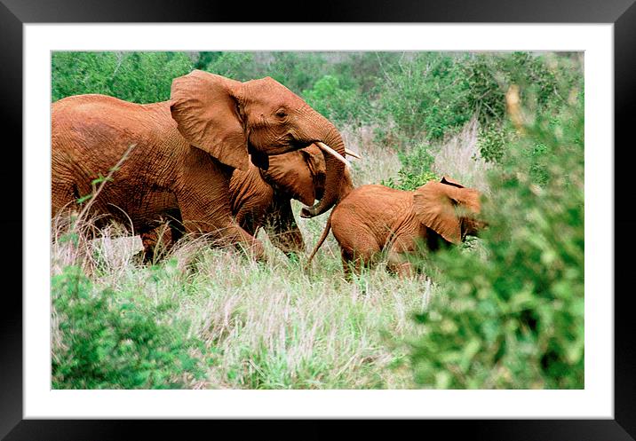 JST2925 Elephants take fright Framed Mounted Print by Jim Tampin